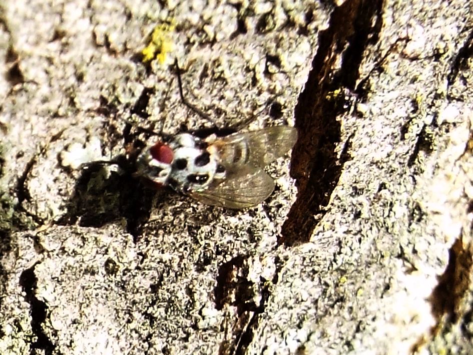 Anthomyiidae:  Anthomyia sp. (gr. pluvialis), femmina